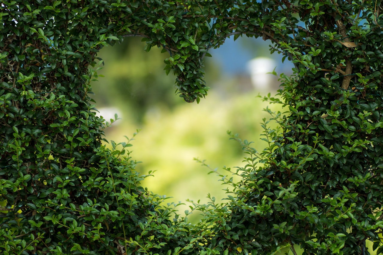 picture of a heart in greenery
