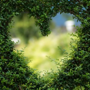 picture of a heart in greenery